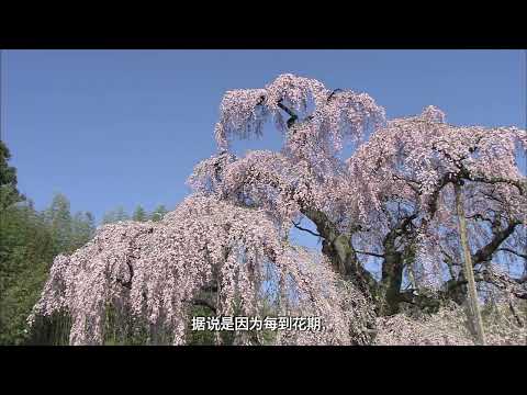 三春泷樱－在这里、我们将向世界展示 三春町引以为豪的泷樱的风采和魅力。 【三春滝ザクラ天然記念物指定１００周年記念PR映像簡体字幕】