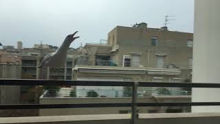 Seagulls have the Mount Kimbie spirit 5