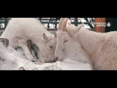 Vetmeduni Vienna im Winter