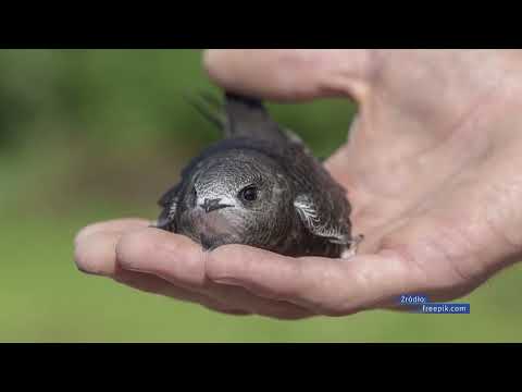 About swifts with an ornithologist from Pruszków.