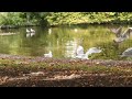 European Herring Gull Larus Argentatus And Co St Stephen S Green Park 2022 Free To Use