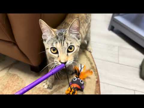 Missy, an adoptable Tabby in Midway City, CA_image-1