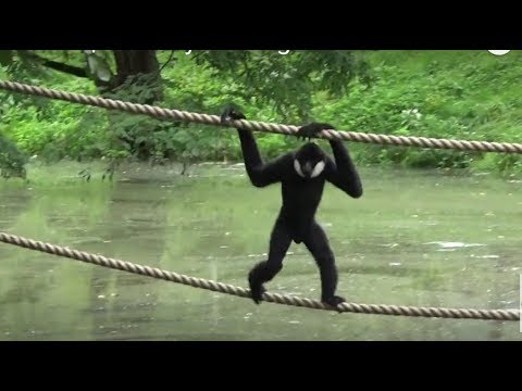 Gibbons Island | Apes Acting Like Humans | Gdansk Zoo Monkeys & Apes Video