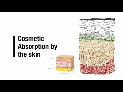 Cosmetic Absorption by the Skin