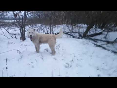 02,01,2020 Прогулка с Шариком