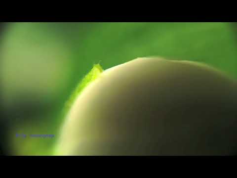 Ri Za -  Ndrangheta (Tour De Traum XV)