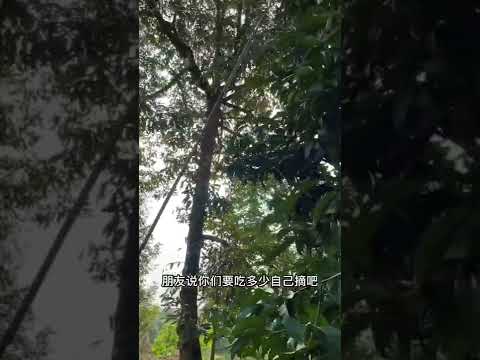 山竹藤蔓