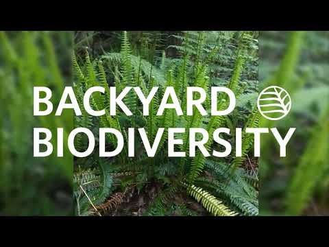 Deer Fern, Struthiopteris spicant (syn. Blechnum spicant): Backyard Biodiversity with Linda Jennings