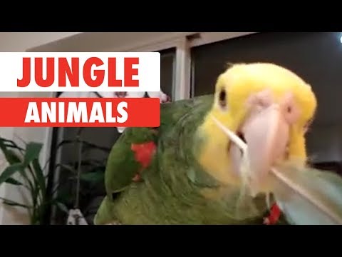 Jungle Animals