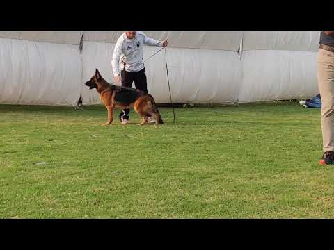 German Shepherd One Of The Best Imported Bitch In India SG1 #BSZS Talina Vom Schloss Rugland