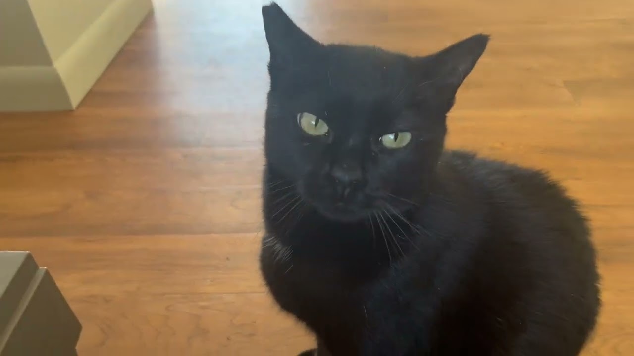 Enlarge Ms. Lady Hepburn, a Adoptable Domestic Short Hair in Eagle Point, OR video 5/6