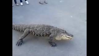 preview picture of video 'Crocodile in the streets of Estonia'