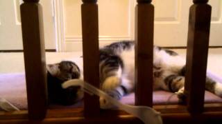 Kitty loves coathanger