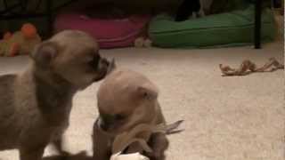 Puppy Wars