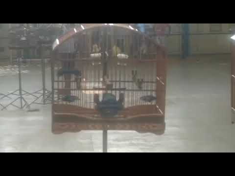 Papa capim no torneio