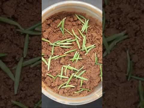 how to grow portulaca plants from single leaf _ moss rose #shorts #short #shortvideo