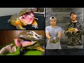 FEEDING OUR GIANT AFRICAN BULLFROGS