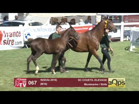 Show AQPS Le Lion 2016 : Lot 67 - N(Shifa 2016)