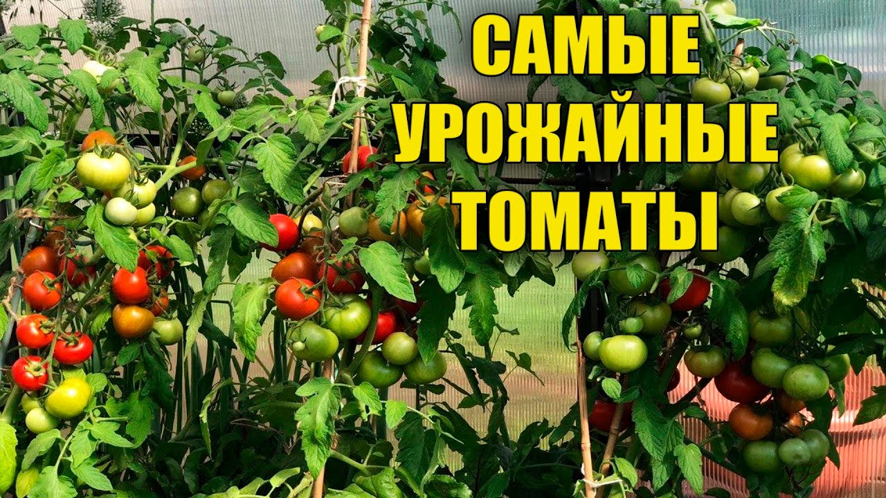 Самые урожайные низкорослые сорта томатов
