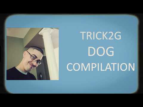 THE DAWG COMPILATION