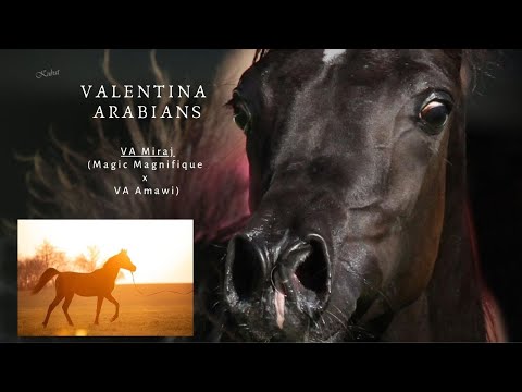˜”*°• 💕Black arabian Stallion shows his great trot VA Miraj (Magic Magnifique x VA Amawi)💕 •°*”˜