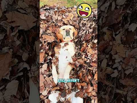 This dog loves playing at grandpa's house#funnyshorts #pets #cute #love