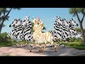 Lion Guard Fabulous Dhahabu Song The Golden Zebra HD Clip
