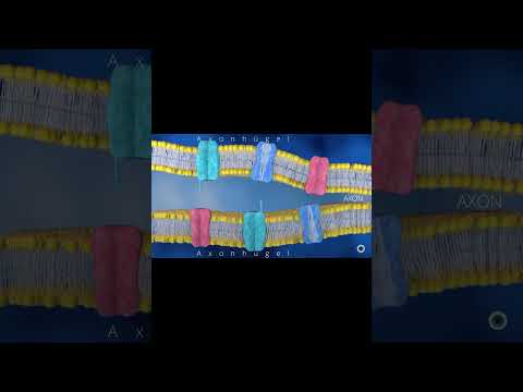 Aktionspotential - wann und wo wird es an der Nervenzelle ausgelöst ? Teil 8