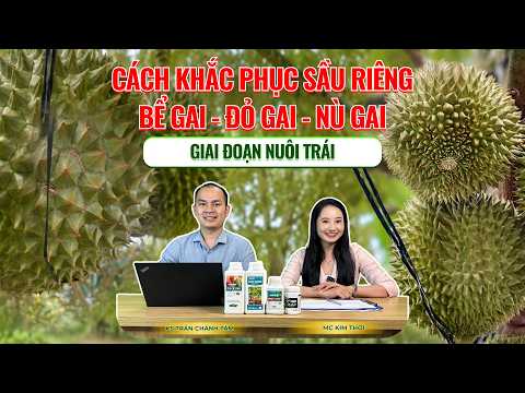 CÁCH KHẮC PHỤC SẦU RIÊNG BỂ GAI - ĐỎ GAI - NÙ GAI GIAI ĐOẠN NUÔI TRÁI