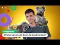 Is de koala in Australië nog wel te redden? | UITGEZOCHT #10
