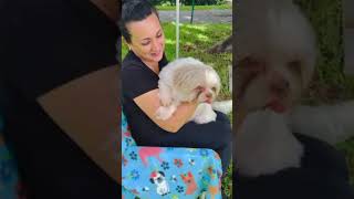 Video preview image #1 Shih Tzu Puppy For Sale in Weston, FL, USA