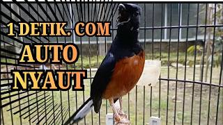 Download lagu PANCINGAN MURAI BATU GACOR SANGAT AMPUH UNTUK PANCINGAN MURAI APAPUN LANGSUNG NYAUT BUNYI  GACOR mp3