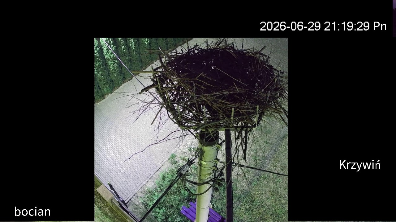 Live webcam view of Nido de cigüeña blanca en Krzywiń