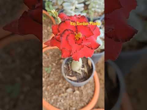 Adenium Grafted Desert Rose Plant