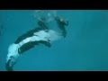 Killer Whale Drags Trainer Underwater At SeaWorld San Diego