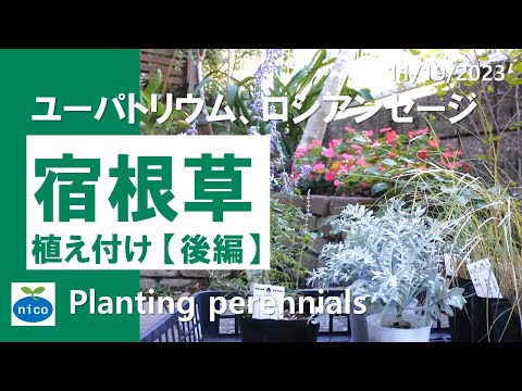 園芸 ロシアンセージ、アフガニスタンラベンダー