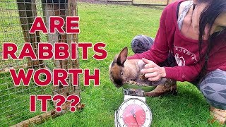 Raising Meat Rabbits - Full Cost Breakdown