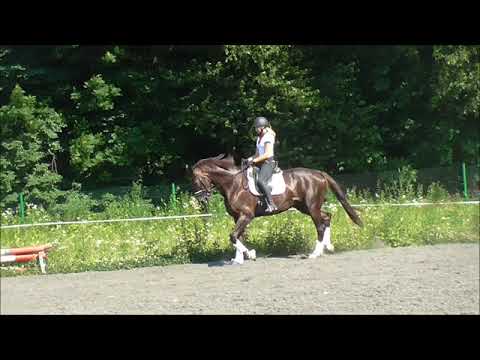 TOTALLY DREAMY * 2015 gelding by Totilas