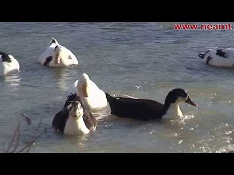 Piatra Soimului - Neamt