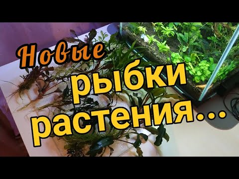 НОВЫЕ жители аквариума, аквариумные РАСТЕНИЯ
