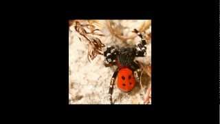 Dodi Palese -  Southern Sun (Nicco remix) HQ