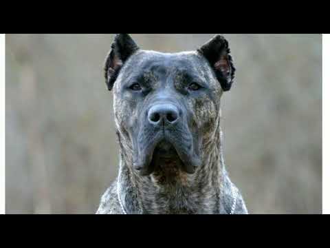 SKYG | IMPALA 64 (PROD. Tenshi Studio)