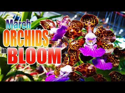 ORCHID in BLOOM for March 2021