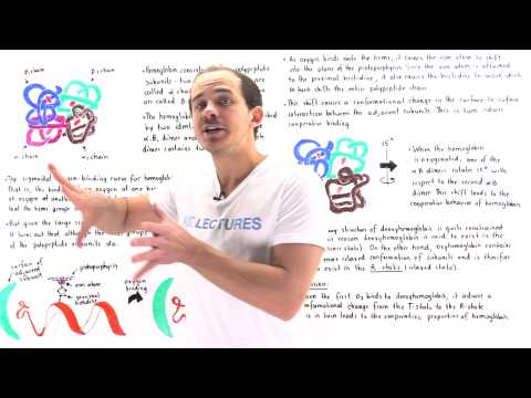 T-State and R-State of Hemoglobin