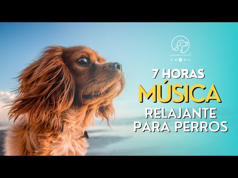 Música relajante para dejar perros solos en casa - 7 horas de sonidos para reducir su ansiedad