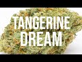 Tangerine Dream The Legendairy Strain! But is it really?