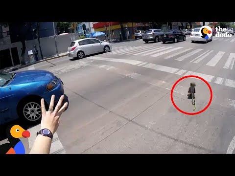 Scared Dog Rescued From Busy Highway by Determined Cyclist | The Dodo