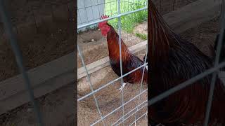 Oakridge Game Farm