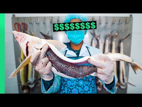 Why Caviar is so DANG Expensive!!! From Farm to Fine Dining!!