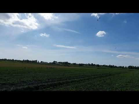 Alarmerende weidevogels 1